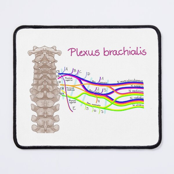 Item preview, brachial plexus designed and sold by Juliane Heinecke.