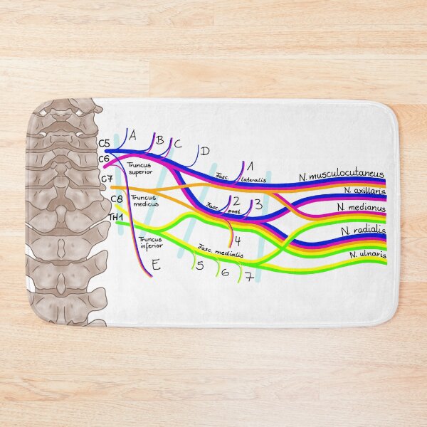 Item preview, brachial plexus designed and sold by Juliane  Heinecke.