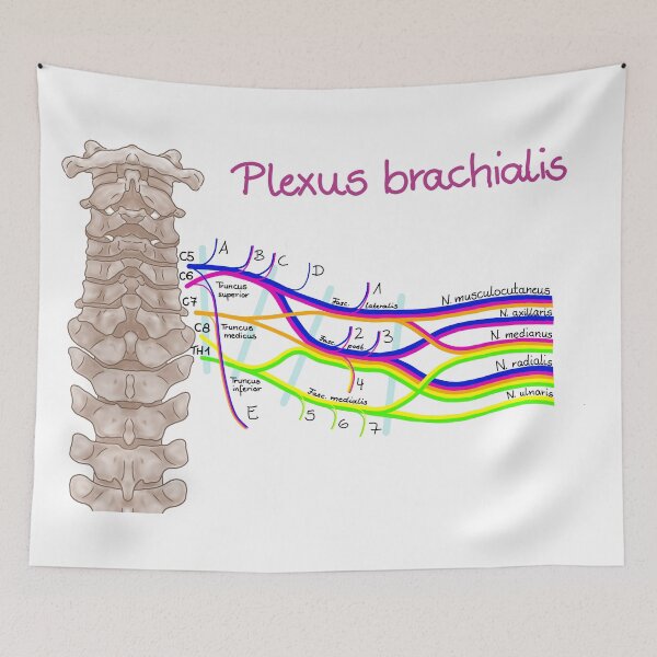 Item preview, brachial plexus designed and sold by Juliane  Heinecke.