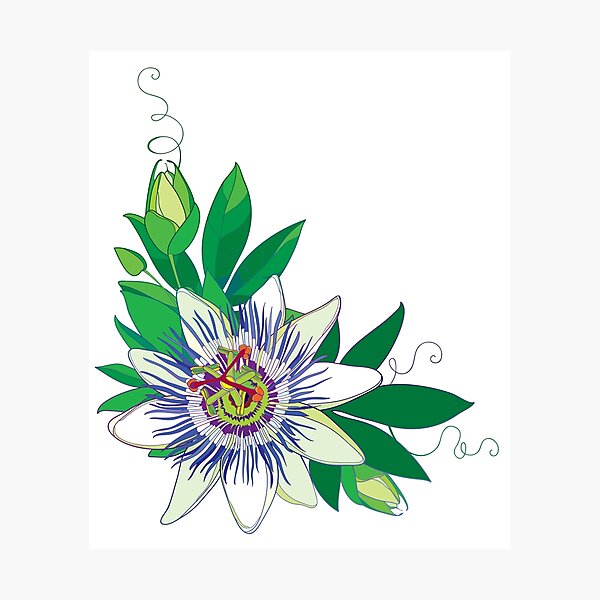 Tropical blue Passiflora or Passion flower. Tropical blue Passiflora or Passion flower.