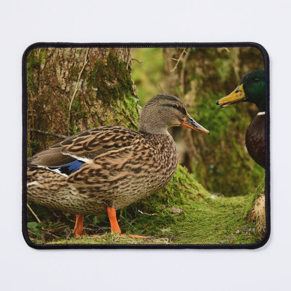 Item preview, Mallards  designed and sold by ollygriffin.