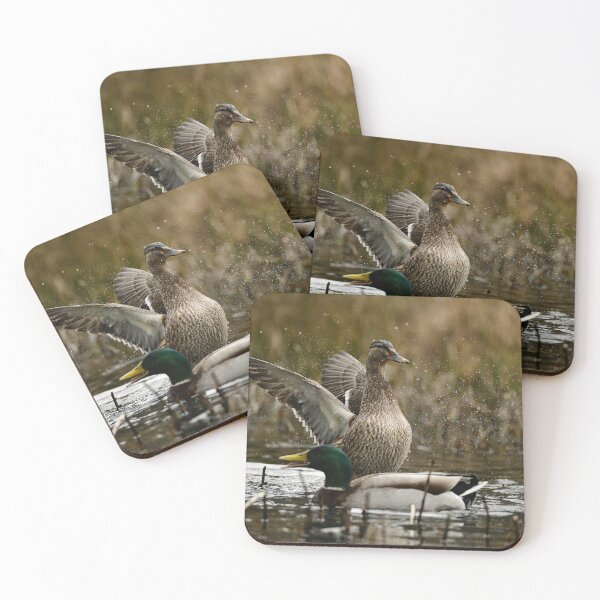 Item preview, Mallards  designed and sold by ollygriffin.