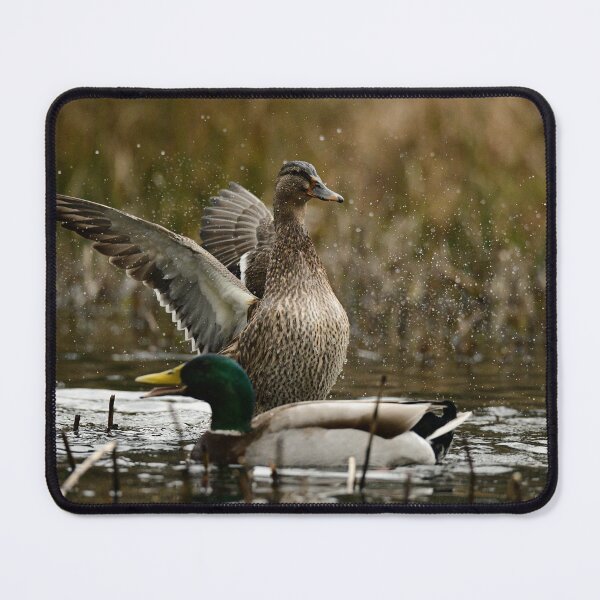 Item preview, Mallards  designed and sold by ollygriffin.