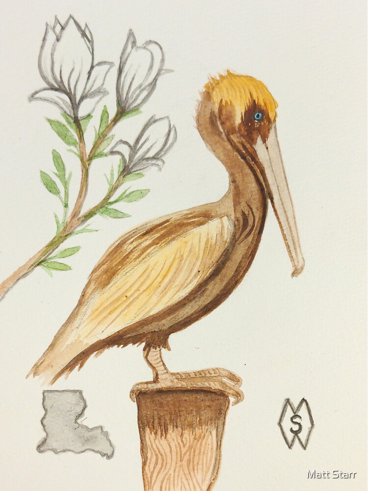 Louisiana Pelican
