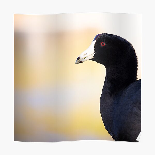 Duckity, Duck, Duck - Bird, duck, animal, photo, nature Poster