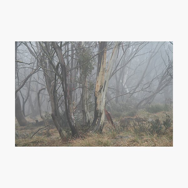 Item preview, snowgums through mist designed and sold by jayview.