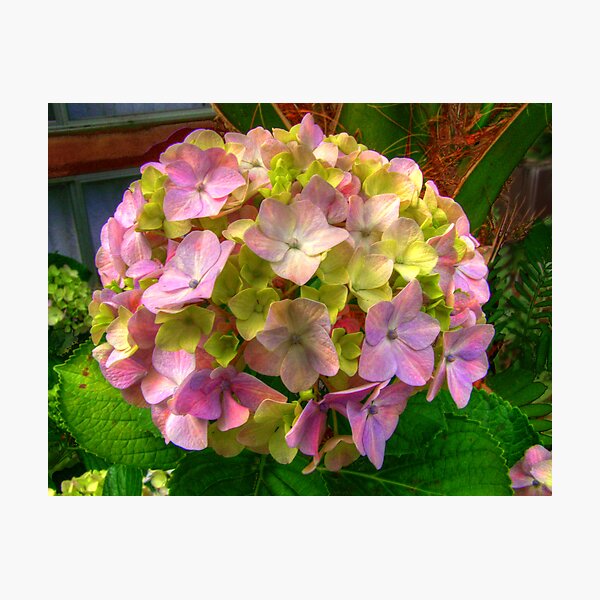 Bouquette Photographic Print