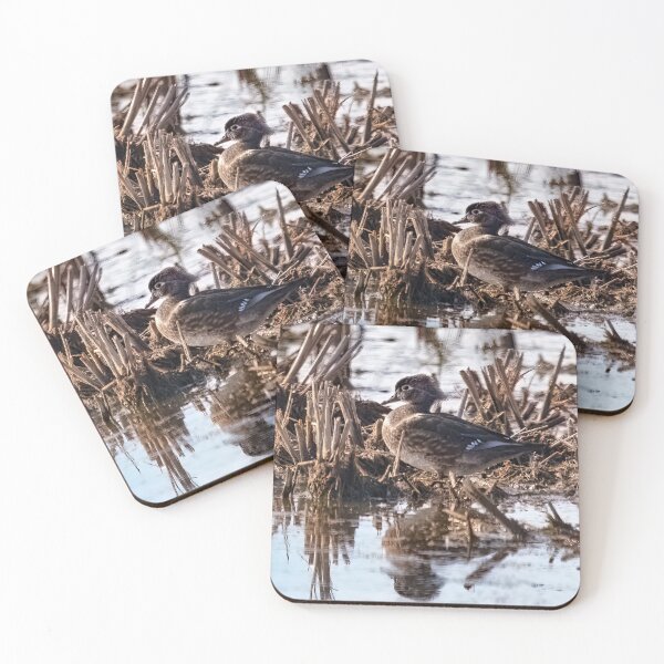 Item preview, Female Wood Duck designed and sold by CarolM.