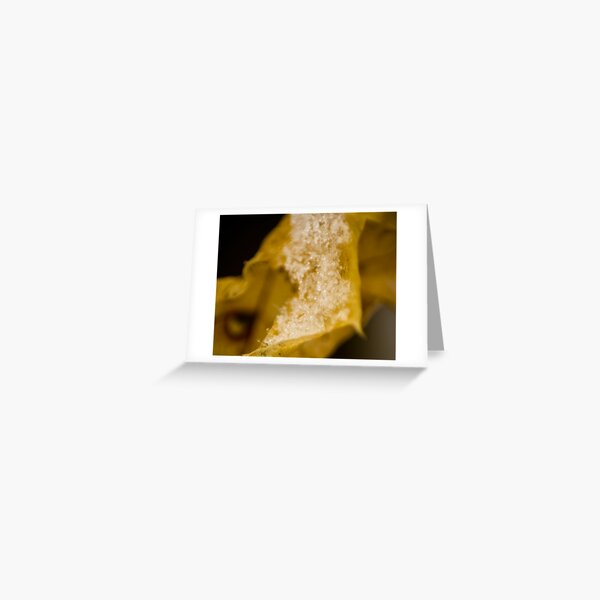 Maple Frost Greeting Card