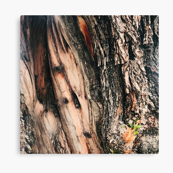 The rough bark of a tree, macro photography, close-up, detailed textures,  earthy colors, natural and rugged