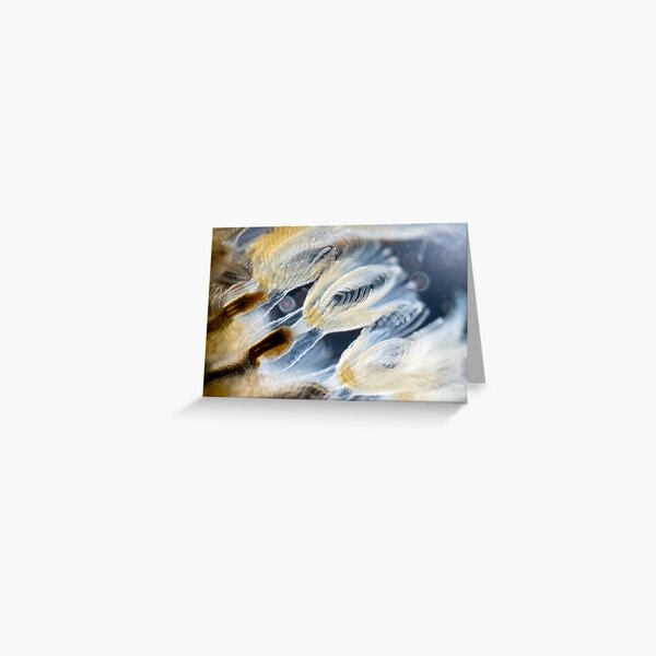 Bryozoa Greeting Card