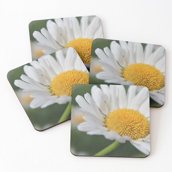 Artikelvorschau, Weißes Gänseblümchen-ähnliches Blumen-Plakat entworfen und verkauft von EarthFlowerPics.