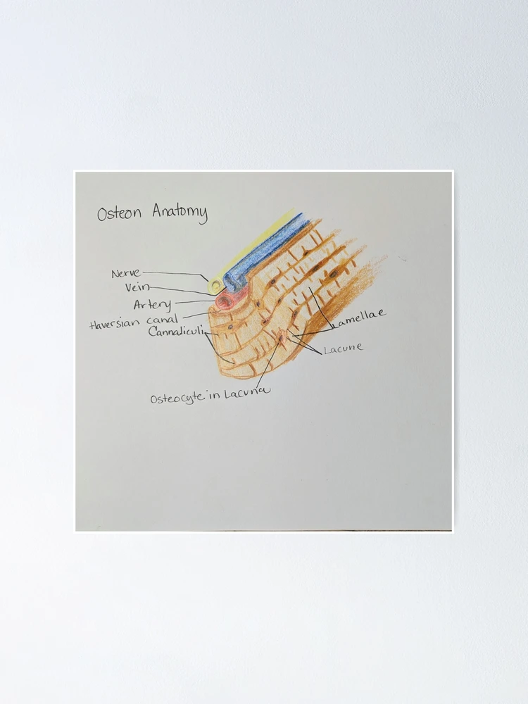 Osten Anatomy Poster for Sale by JessicaBedell