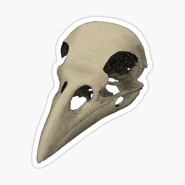 Raven Skull Sticker for Sale by WishingInkwell