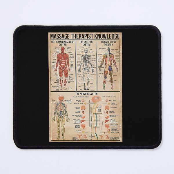 Item preview, Massage Therapist Muscular System designed and sold by SameeraDammeyer.