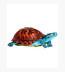 Realistic Squirtle Photographic Print