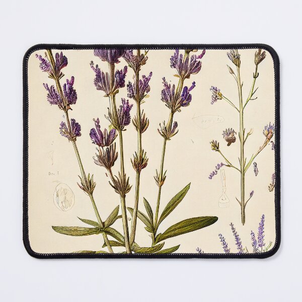 Item preview, Lavender, botanical illustration designed and sold by digitalbrosse.