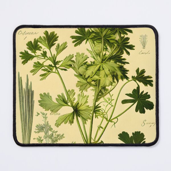 Item preview, Botanical illustration, Parsley designed and sold by digitalbrosse.