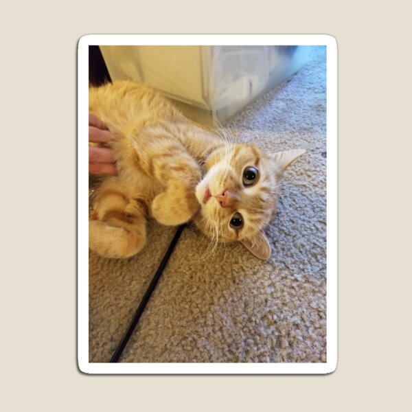 Dan loves a good belly rub Magnet