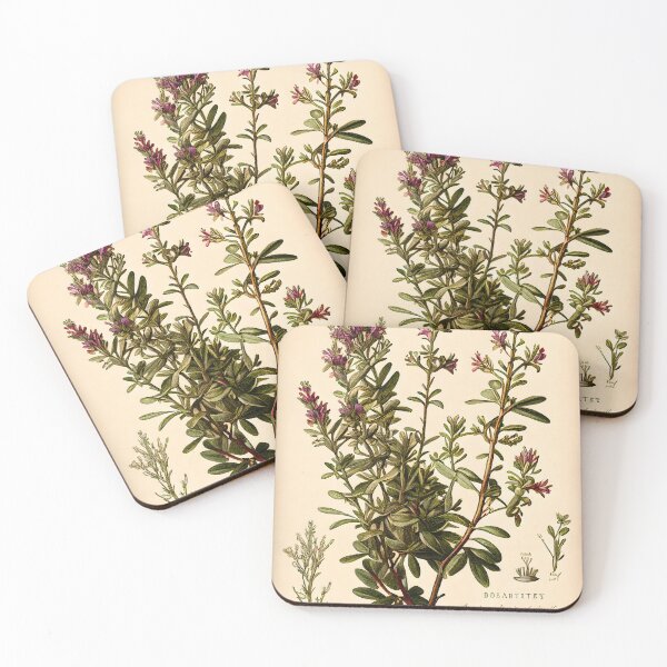 Item preview, Botanical illustration: thyme designed and sold by digitalbrosse.