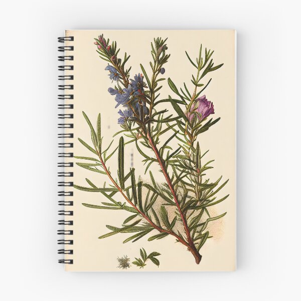 Item preview, Botanical illustration: Rosemary designed and sold by digitalbrosse.