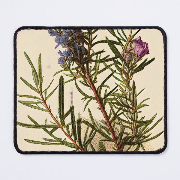 Item preview, Botanical illustration: Rosemary designed and sold by digitalbrosse.
