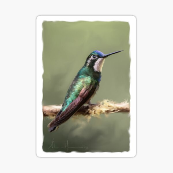 White Talamanca Hummingbird Sticker