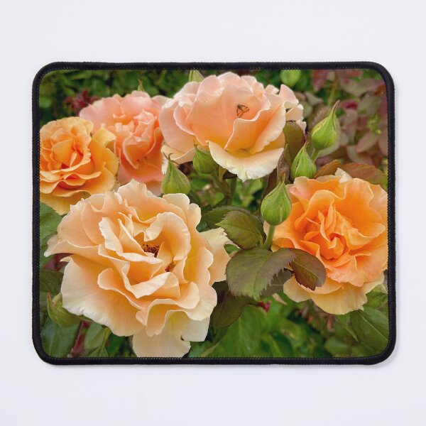 Item preview, Glass Wing in the Gundagai Roses designed and sold by KazM.