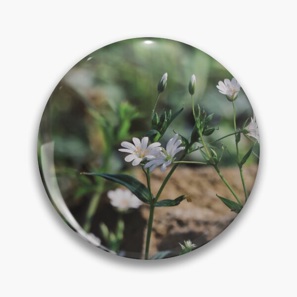 Artikelvorschau, Stellaires (Gänseblümchen) - Mühlen - Exkursion entworfen und verkauft von minneyael.