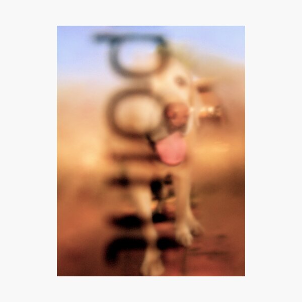 Doggy I get the Point Photographic Print