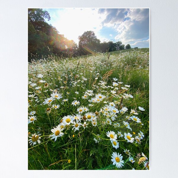 Item preview, Oxeye Daisies designed and sold by Paddyb17.
