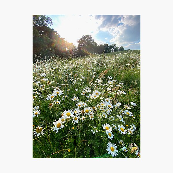 Item preview, Oxeye Daisies designed and sold by Paddyb17.