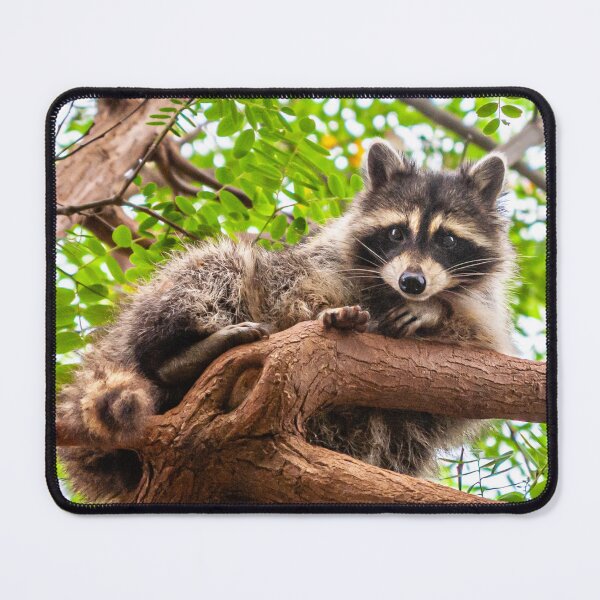 Item preview, I look down on you designed and sold by Dalyndigital Photography.