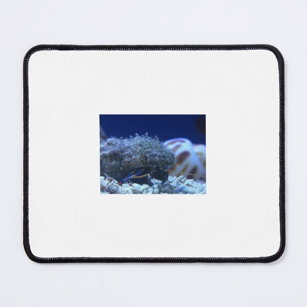 Item preview, blue leg hermit crab designed and sold by 0allthing.