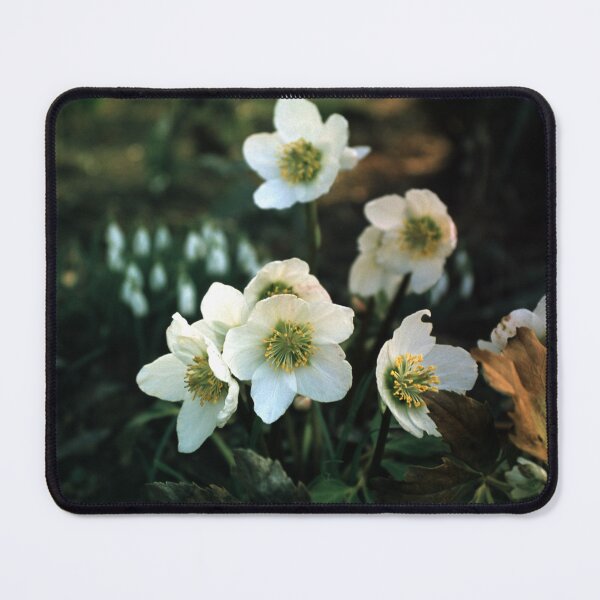Item preview, spring rose designed and sold by Gourmetkater.