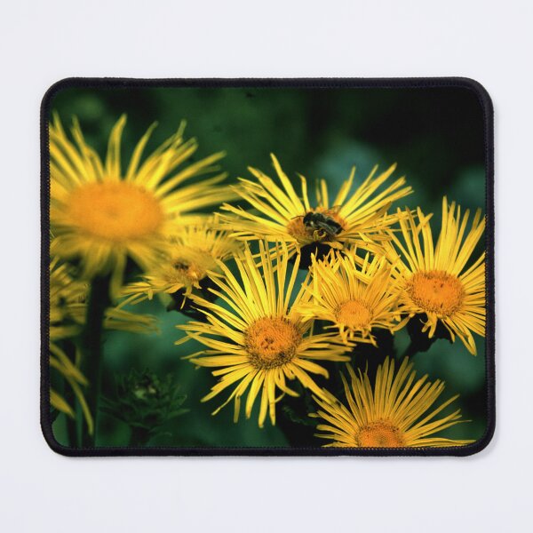 Item preview, elecampane designed and sold by Gourmetkater.
