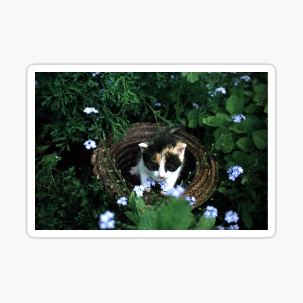 Kleine Katze Amy Sticker