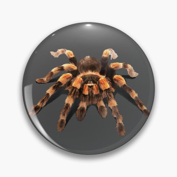 Item preview, TARANTULA, MEXICAN RED KNEE TARANTULA  designed and sold by Danicus666.