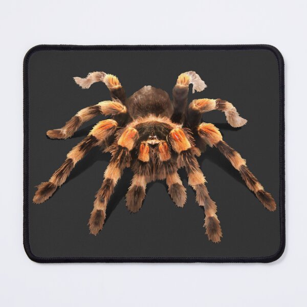 Item preview, TARANTULA, MEXICAN RED KNEE TARANTULA  designed and sold by Danicus666.