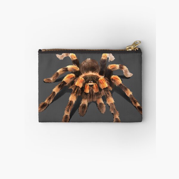 Item preview, TARANTULA, MEXICAN RED KNEE TARANTULA  designed and sold by Danicus666.