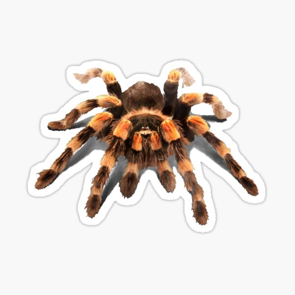 Item preview, TARANTULA, MEXICAN RED KNEE TARANTULA  designed and sold by Danicus666.