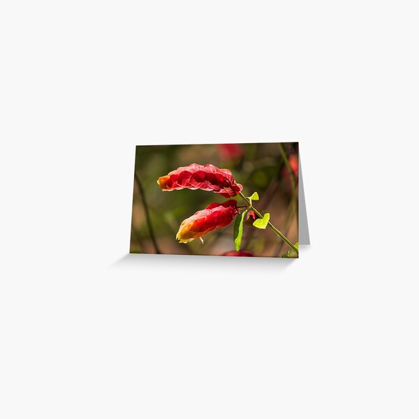 Mexican Shrimp Plant Greeting Card
