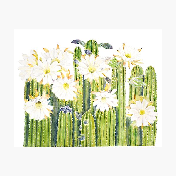 Artikelvorschau, weiße Kaktusblüten, handgemaltes Aquarell entworfen und verkauft von SelenePaintings .