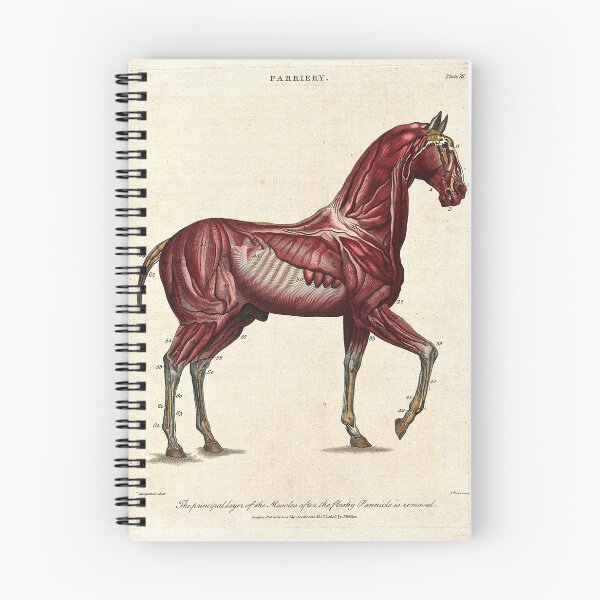 Item preview, Equine Anatomy designed and sold by TheTurquoiseVet.