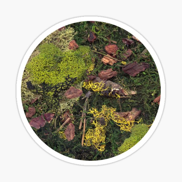 Item preview, Forest Floor designed and sold by latheandquill.
