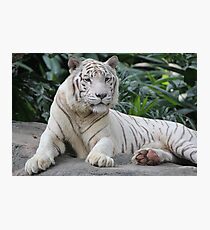 Lámina fotográfica White Tiger 4