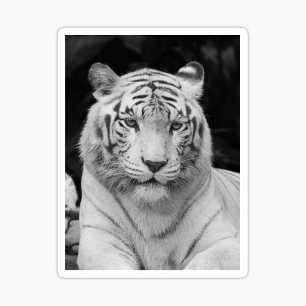 Buy Any 4 for $1.75 Each Storewide Details about   Black & White Bengal Tiger Sticker Ultra HD 