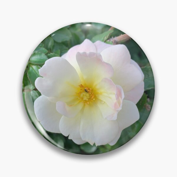 Item preview, White rose designed and sold by baksuart.