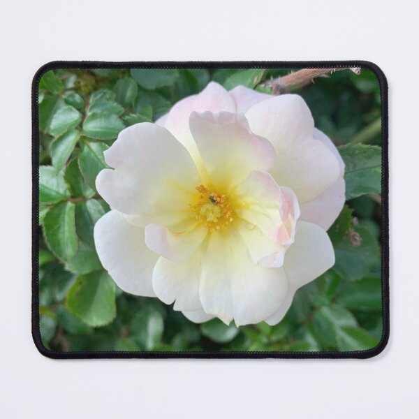 Item preview, White rose designed and sold by baksuart.