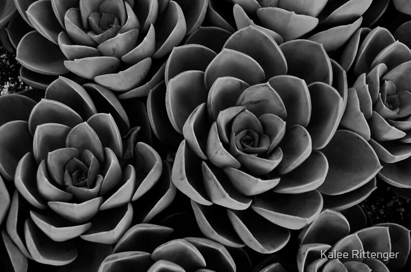 Black And White Succulents By Kalee Rittenger Redbubble